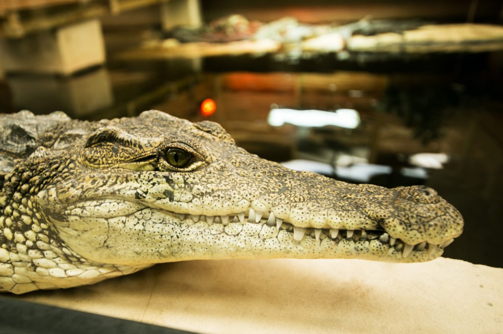 World-of-Crocs-03