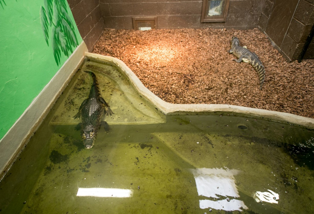 World-of-Crocs-04